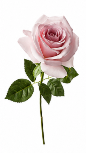Large Rose in Light Pink | Bloom