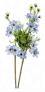 Mimosa in Light Blue | Bloom