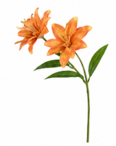 Small Lily with Two Blooms in Orange | Bloom