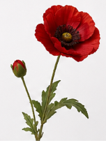 Poppy Bloom in Dark Red | Bloom