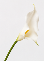 Pointed Calla Lily in White | Bloom