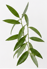 Vanilla Leaves | Bloom