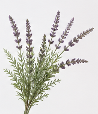 Lavender | Bloom