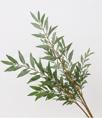 Willow Branch | Bloom