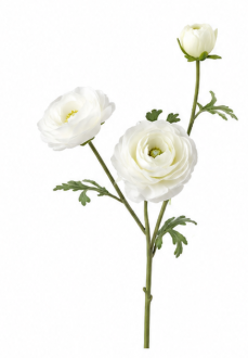 Ranunculus in White | Bloom