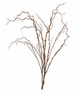 Branch | Bloom