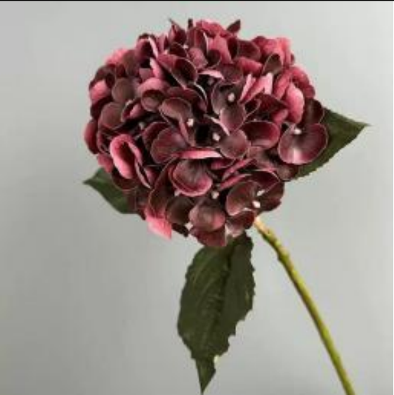 Hydrangea in Purple | Bloom