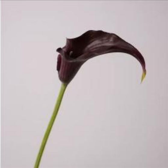 Calla Lily in Burgundy | Bloom