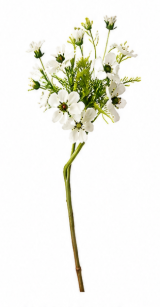 Mimosa in White | Bloom