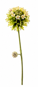 Scabious Stem in Yellow | Bloom