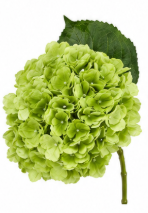 Hydrangea in Green | Bloom