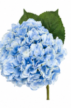 Hydrangea in Light Blue | Bloom