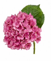 Hydrangea in Magenta | Bloom