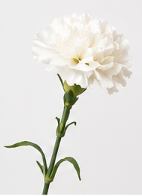 Realistische Kunstblumen Nelke in Weiß – bloom collection von 7 O'CLOCK