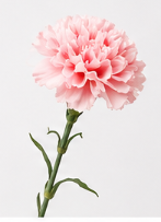 Carnation in Pink | Bloom