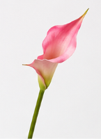 Realistische Kunstblumen Calla-Lilie spitz in Rosa – bloom collection von 7 O'CLOCK