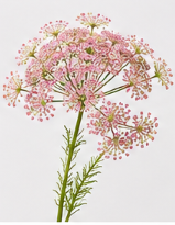 Realistische Kunstblumen Wilde Möhre in Rosa – bloom collection von 7 O'CLOCK