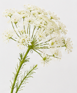 Wild Carrot in White | Bloom