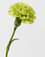 Realistische Kunstblumen Einzelstiel-Nelke in Grün – bloom collection von 7 O'CLOCK