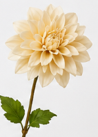 Dahlia in Beige | Bloom
