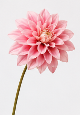 Dahlia in Pink | Bloom