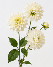 Realistische Kunstblumen Dahlie mit fünf Blüten in Weiß – bloom collection von 7 O'CLOCK