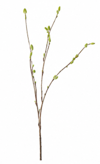 Thin Willow Branch | Bloom