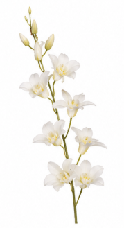Realistische Kunstblumen Dendrobie in Weiß – bloom collection von 7 O'CLOCK