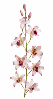 Realistische Kunstblumen Dendrobie in Weiß & Rosa – bloom collection von 7 O'CLOCK