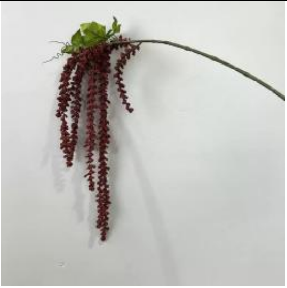 Trailing Amaranthus in Red | Bloom