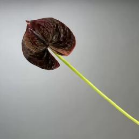 Realistische Kunstblumen Anthurium in Bordeaux – bloom collection von 7 O'CLOCK