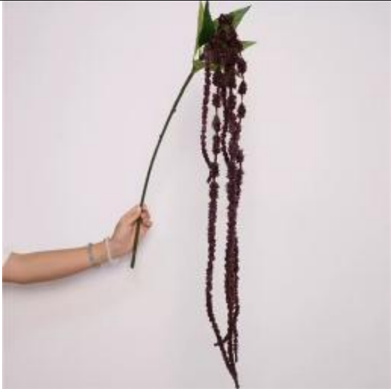 Large Amaranthus in Burgundy | Bloom