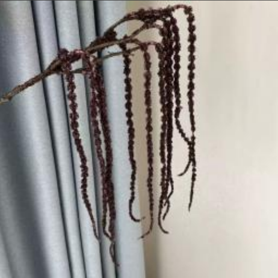 Trailing Amaranthus in Dark Brown | Bloom