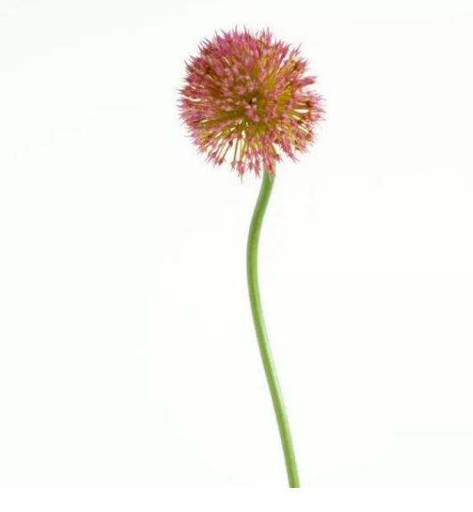 Allium in Pink | Bloom