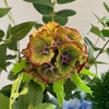 Blue Botanica 11-Stem Bouquet in Light Blue &amp; Green | Bloom