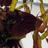 Copper Dusk 10-Piece Bouquet in Bordeaux, Green & Copper | Bloom