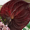 Wild Velvet 10-Stem Bouquet in Green, Dusky Pink &amp; Burgundy | Bloom