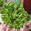 Wild Velvet 10-Stem Bouquet in Green, Dusky Pink &amp; Burgundy | Bloom