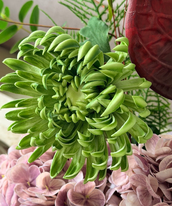 Wild Velvet 10-Stem Bouquet in Green, Dusky Pink &amp; Burgundy | Bloom