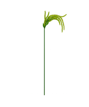 Trailing Amaranthus | Bloom