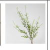 Sage Blossom in White | Bloom