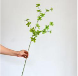 Bell Leaf | Bloom