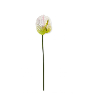 Anthurium in White | Bloom