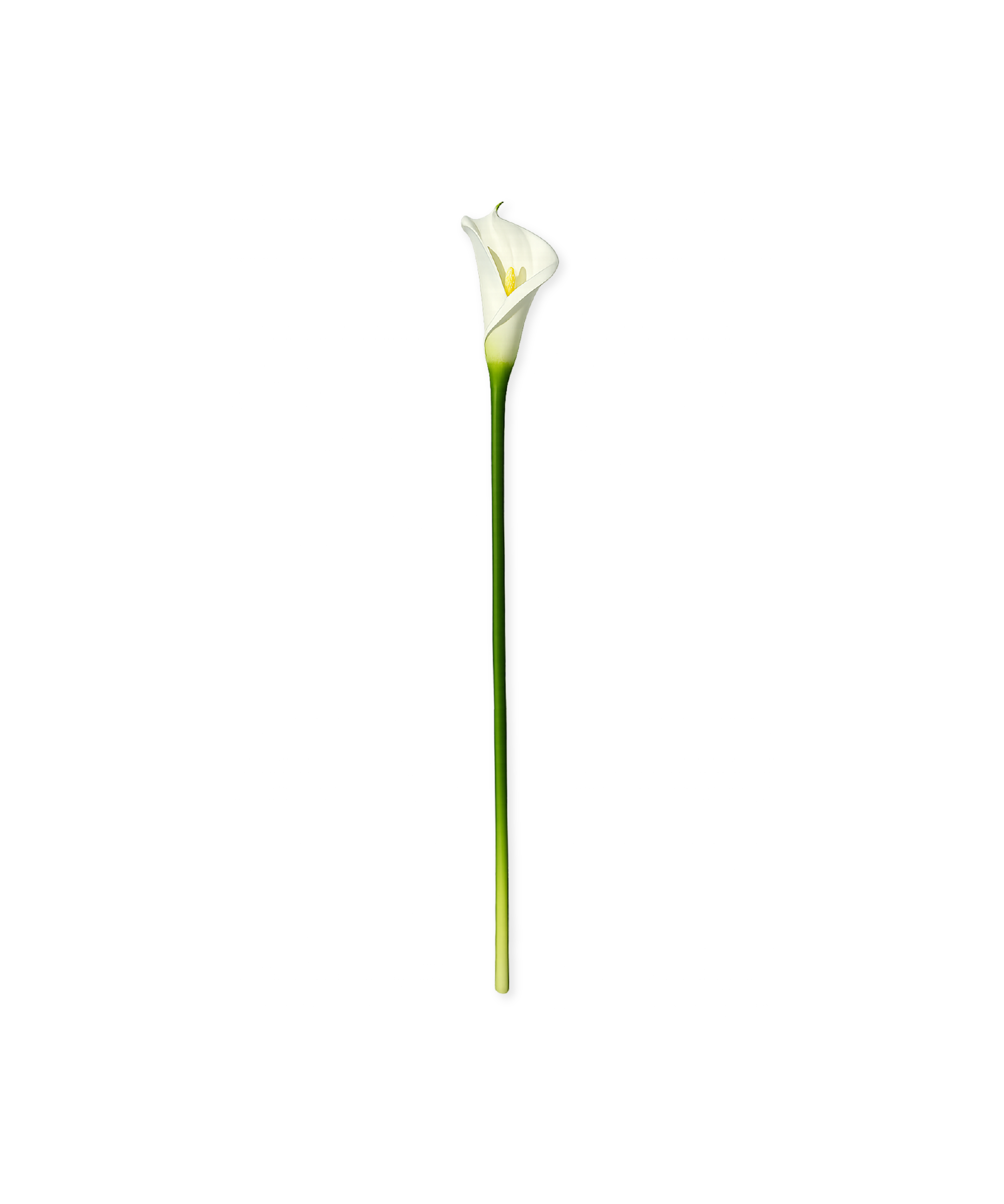 White Calla Lily | Bloom