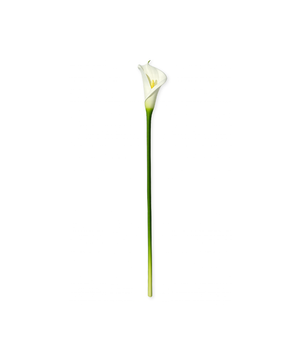 White Calla Lily | Bloom