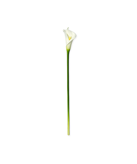 White Calla Lily | Bloom