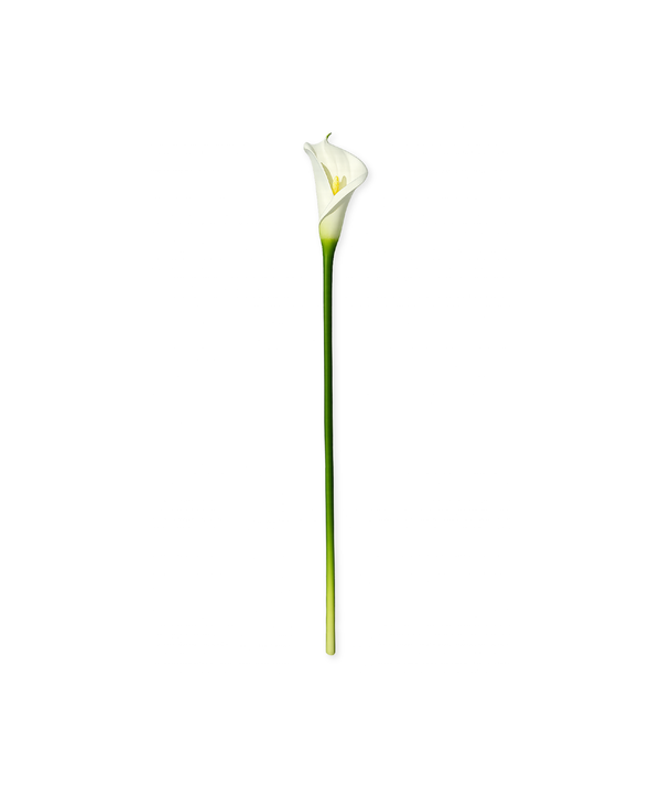 White Calla Lily | Bloom