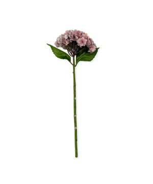 Pale Pink Hydrangeas | Bloom
