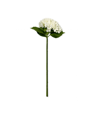 Hydrangeas in White | Bloom