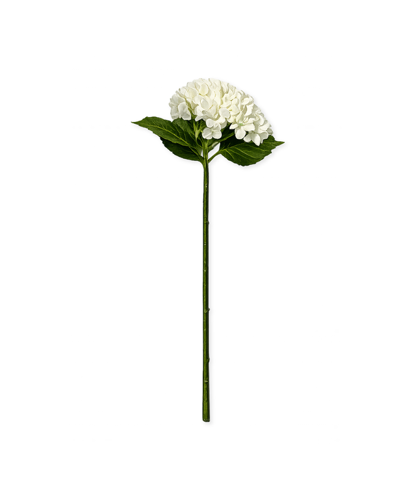 Hydrangeas in White | Bloom